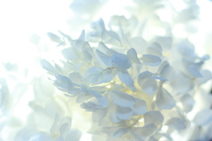 紫陽花のドライフラワー