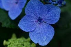 紫陽花②