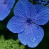 紫陽花②
