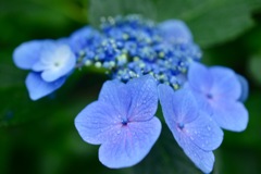 紫陽花①