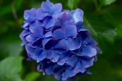 紫陽花③