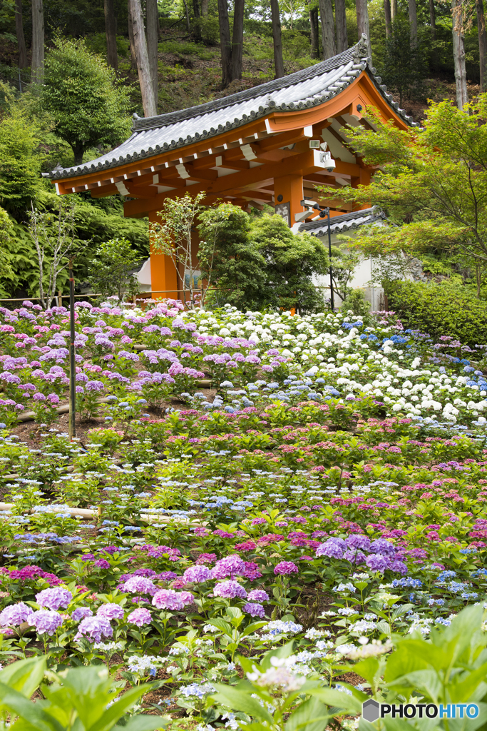 あじさい寺（三室戸寺）