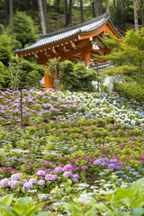 あじさい寺（三室戸寺）