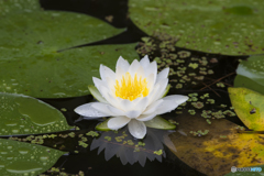 平安神宮神苑の睡蓮