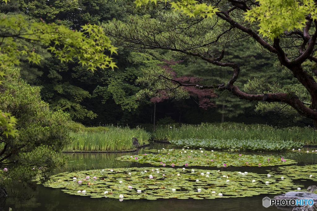 平安神宮神苑の池