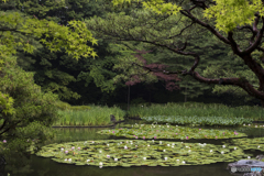 平安神宮神苑の池