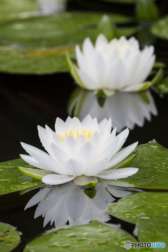 平安神宮神苑の蓮華