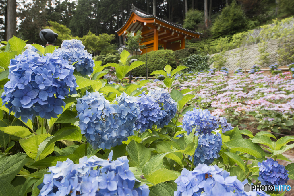 あじさい寺（三室戸寺）