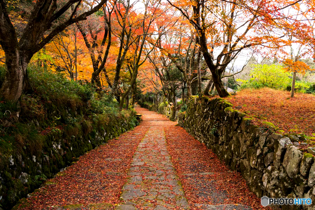 紅葉参道