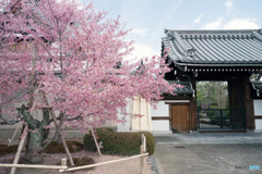 桜巡り