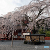 信玄桜