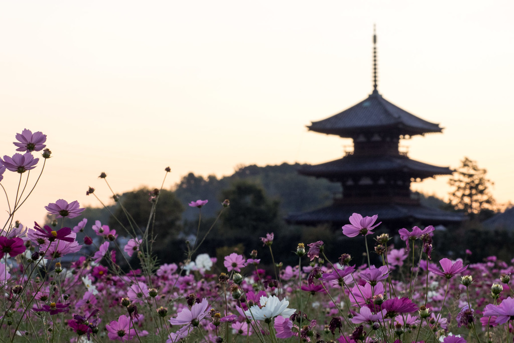 法起寺とコスモス