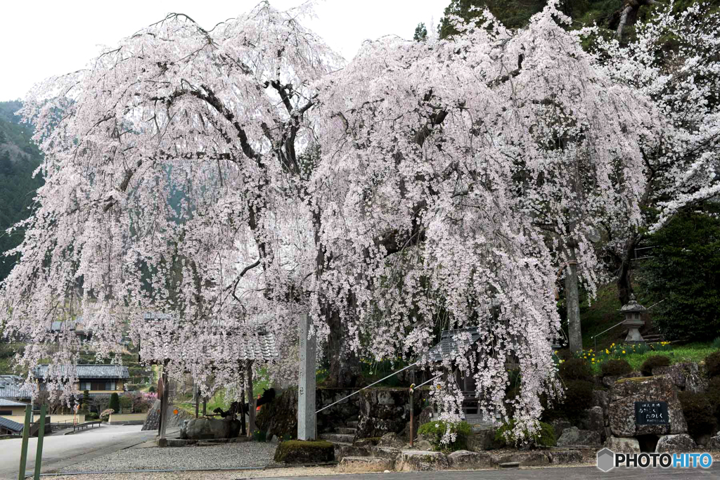 森山神社 しだれ桜