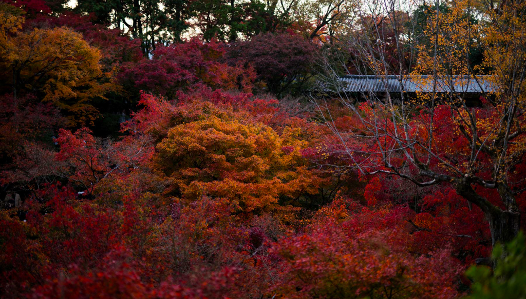 紅葉