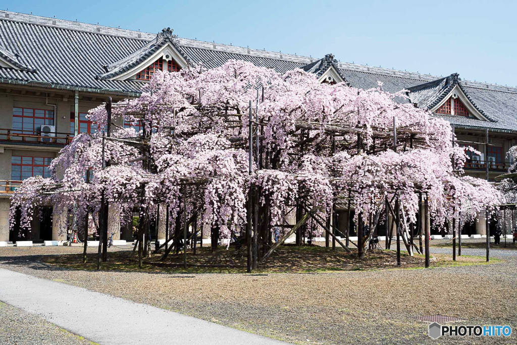 ピンクのしだれ桜