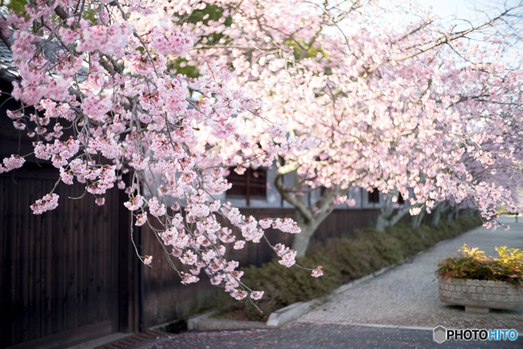 桜並木