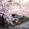 桜並木