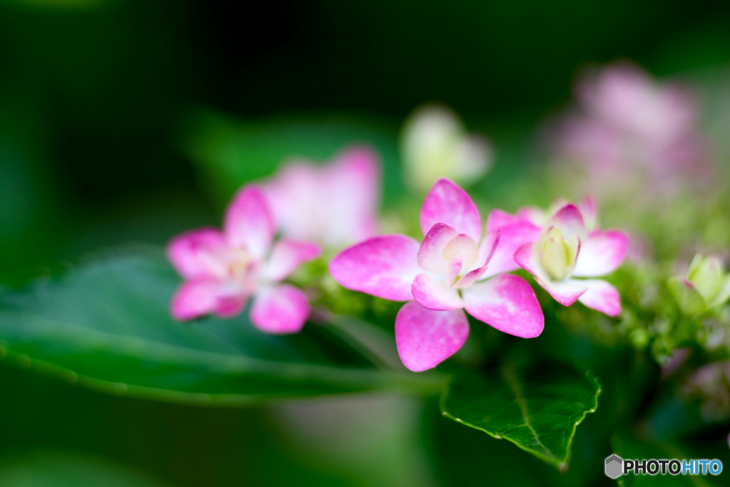 紫陽花