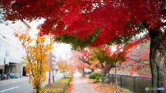 京都紅葉狩り ⑦