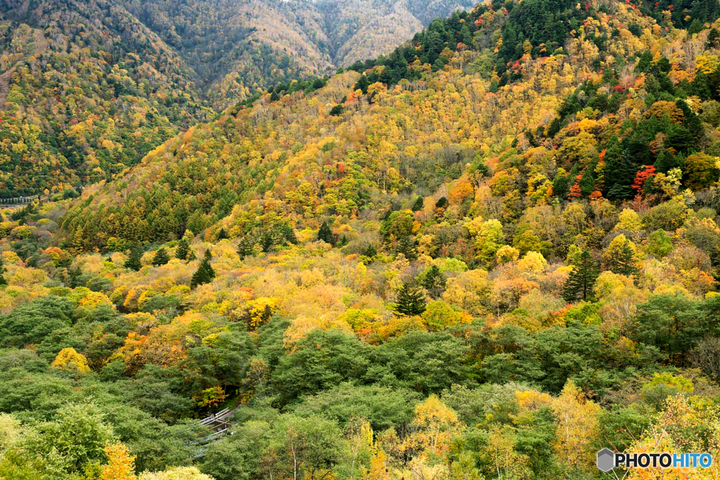 全山黄葉