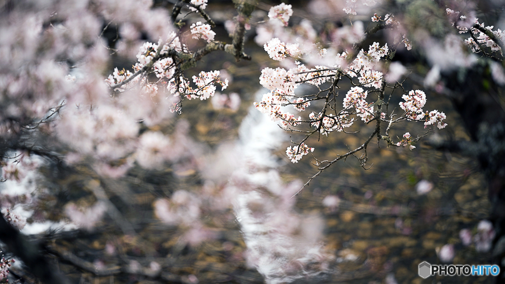 渓流と桜
