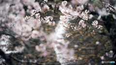渓流と桜
