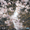 渓流と桜
