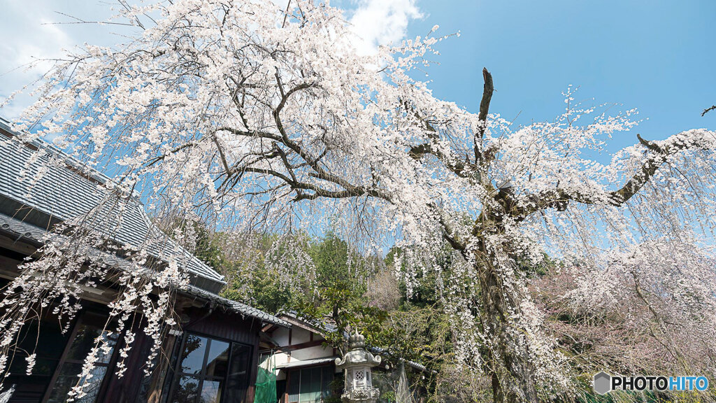 しだれ桜