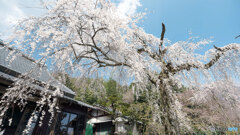 しだれ桜
