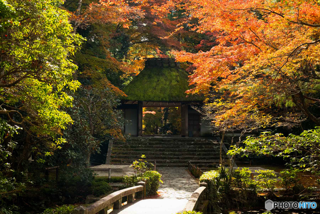 山門と紅葉