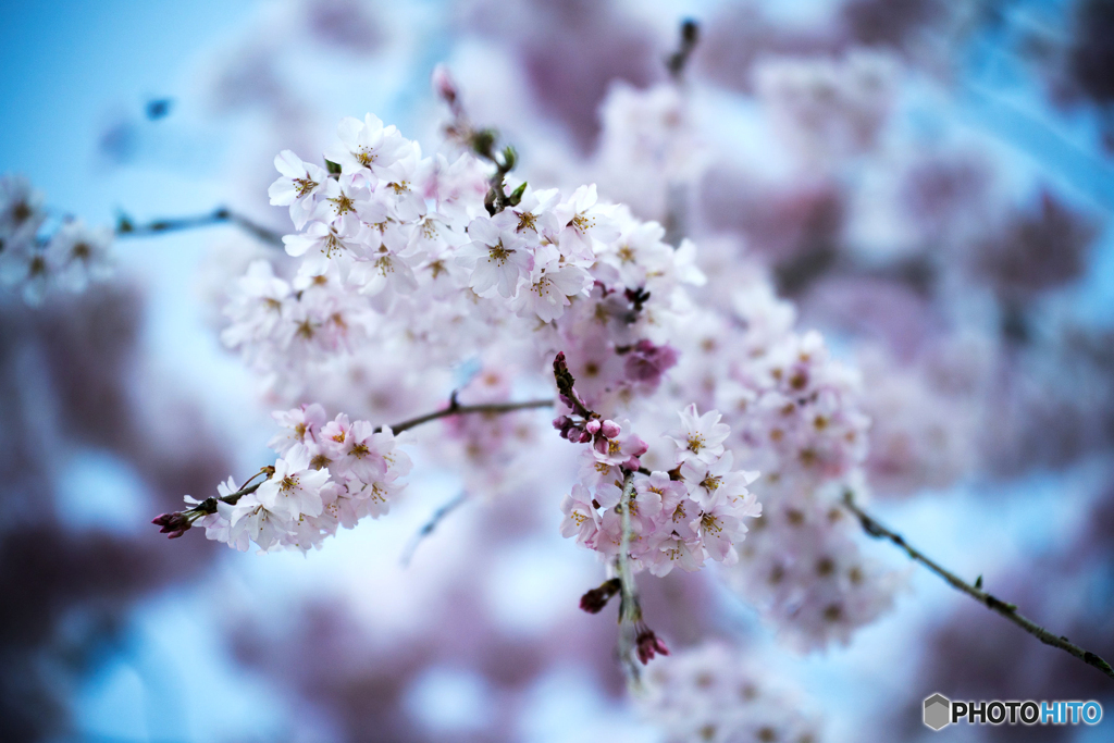 しだれ桜