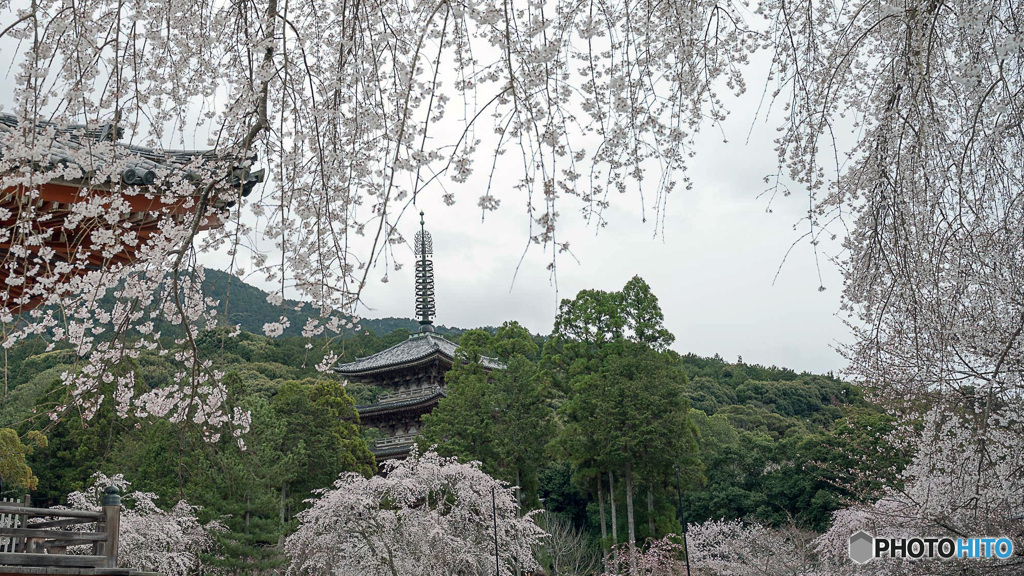 桜と五重塔