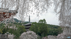 桜と五重塔