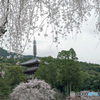 桜と五重塔