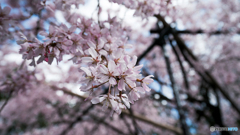 しだれ桜