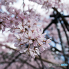 しだれ桜