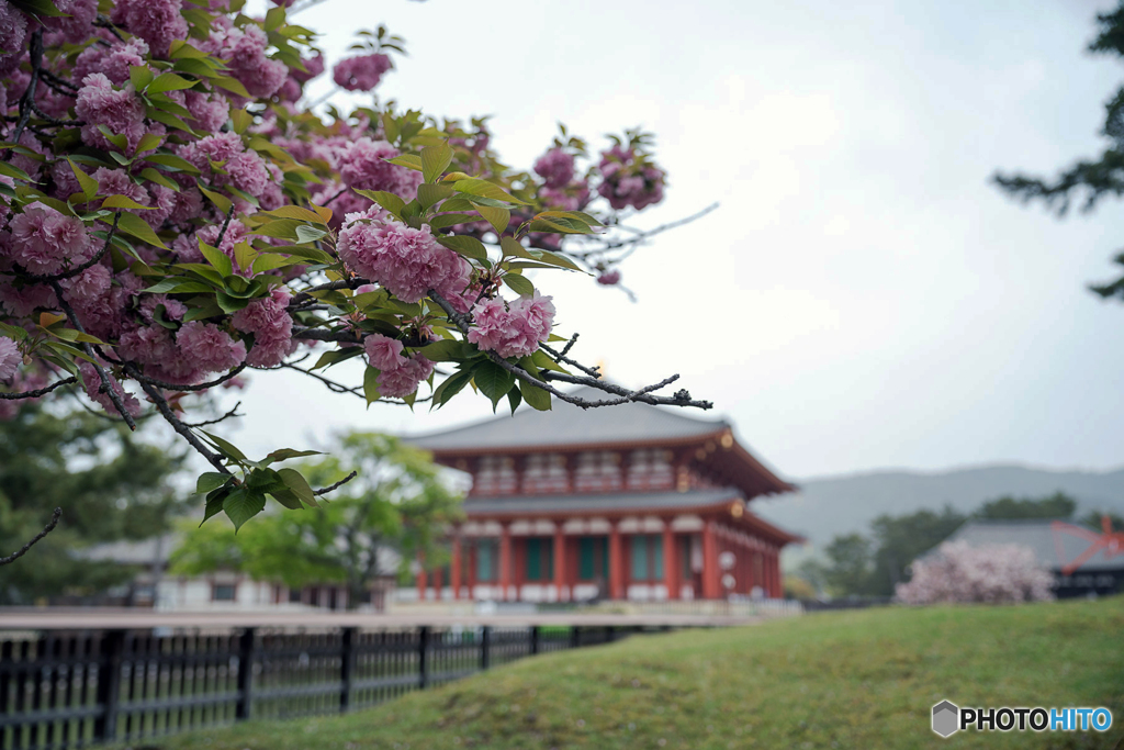 奈良の八重桜