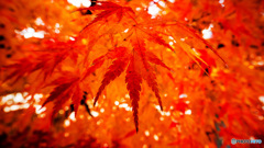 京都紅葉狩り ⑫