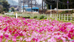 秋桜と伊賀鉄道