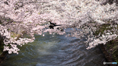 桜の伏見