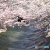 桜の伏見