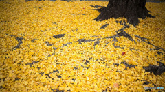 京都紅葉狩り ③