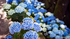 紫陽花の川