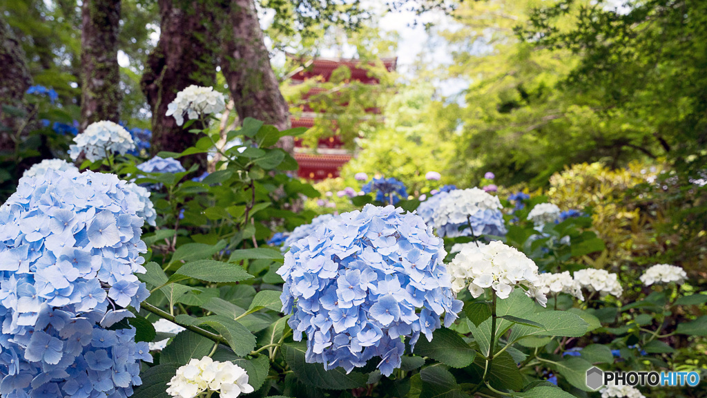 紫陽花と三重塔