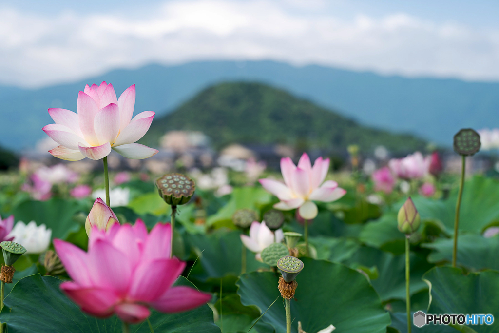 蓮池