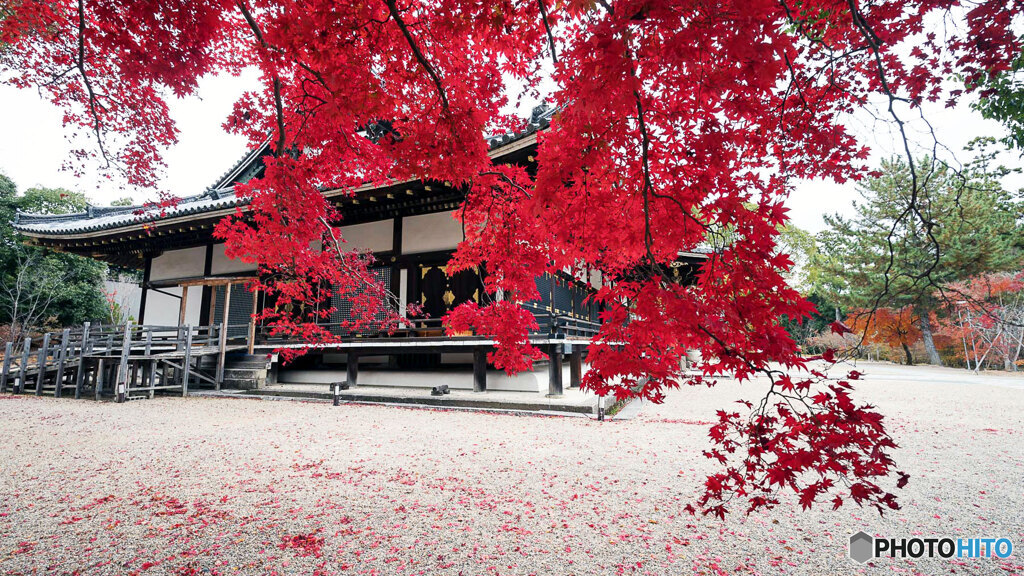 京都紅葉狩り ㉔