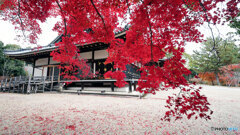 京都紅葉狩り ㉔