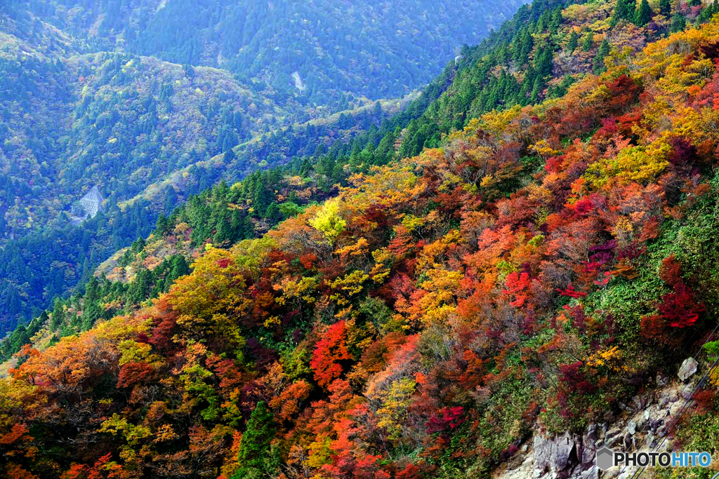 紅葉