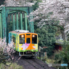 Sakura Train