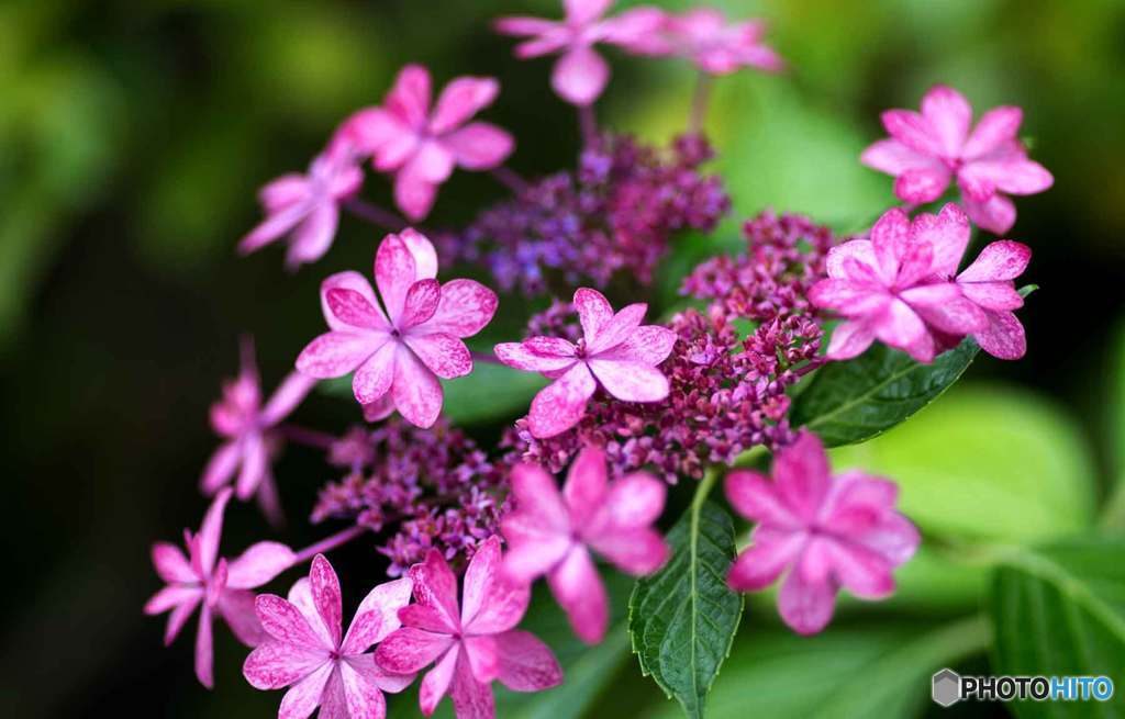 紫陽花